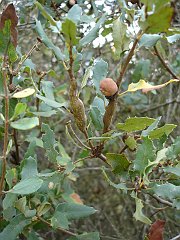 quercus berberidifolia